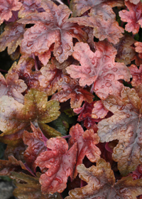 Heucherella 'Brass Lanterns'